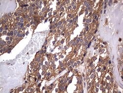 NRBF2 Mouse anti-Human, Clone: OTI1B2, lyophilized, TrueMAB 100 &mu;g;
