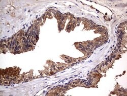 NRBF2 Mouse anti-Human, Clone: OTI1B2, lyophilized, TrueMAB 100 &mu;g;