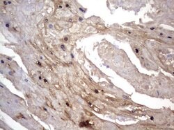 NRBF2 Mouse anti-Human, Clone: OTI1B2, lyophilized, TrueMAB 100 &mu;g;