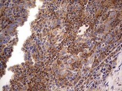 NRBF2 Mouse anti-Human, Clone: OTI1B2, lyophilized, TrueMAB 100 &mu;g;