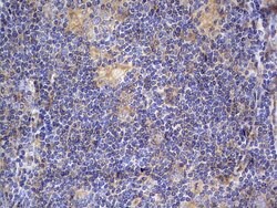 NRBF2 Mouse anti-Human, Clone: OTI1B2, lyophilized, TrueMAB 100 &mu;g;