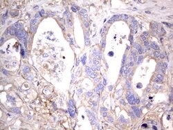 NRBF2 Mouse anti-Human, Clone: OTI1B2, lyophilized, TrueMAB 100 &mu;g;