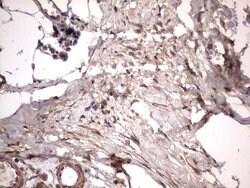 NRBF2 Mouse anti-Human, Clone: OTI1B2, lyophilized, TrueMAB 100 &mu;g;