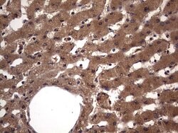 NRBF2 Mouse anti-Human, Clone: OTI1B2, lyophilized, TrueMAB 100 &mu;g;
