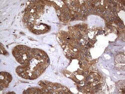 NRBF2 Mouse anti-Human, Clone: OTI1B2, lyophilized, TrueMAB 100 &mu;g;