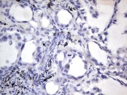 NRBF2 Monoclonal Antibody (OTI1C1), TrueMAB , OriGene 100 &mu;L; Unconjugated:Antibodies,