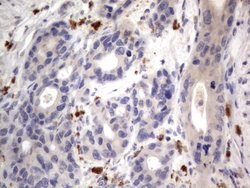 NRBF2 Mouse anti-Human, Clone: OTI1C1, lyophilized, TrueMAB 100 &mu;g | Buy Online | Origene Technologies | Fisher Scientific