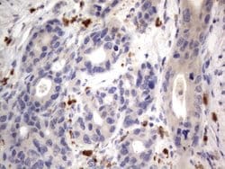 NRBF2 Monoclonal Antibody (OTI1C1), TrueMAB , OriGene 100 &mu;L; Unconjugated:Antibodies,