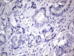 NRBF2 Mouse anti-Human, Clone: OTI1C1, lyophilized, TrueMAB 100 &mu;g | Buy Online | Origene Technologies | Fisher Scientific