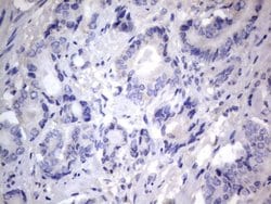 NRBF2 Monoclonal Antibody (OTI1C1), TrueMAB , OriGene 100 &mu;L; Unconjugated:Antibodies,