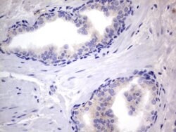 NRBF2 Mouse anti-Human, Clone: OTI1C1, lyophilized, TrueMAB 100 &mu;g | Buy Online | Origene Technologies | Fisher Scientific