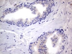 NRBF2 Monoclonal Antibody (OTI1C1), TrueMAB , OriGene 100 &mu;L; Unconjugated:Antibodies,