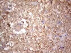 NRBF2 Mouse anti-Human, Clone: OTI1C1, lyophilized, TrueMAB 100 &mu;g | Buy Online | Origene Technologies | Fisher Scientific