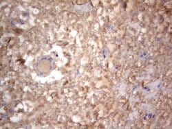 NRBF2 Monoclonal Antibody (OTI1C1), TrueMAB , OriGene 100 &mu;L; Unconjugated:Antibodies,