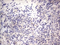 NRBF2 Mouse anti-Human, Clone: OTI1C1, lyophilized, TrueMAB 100 &mu;g | Buy Online | Origene Technologies | Fisher Scientific