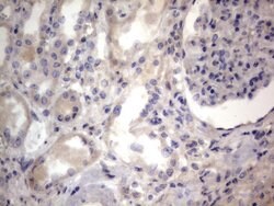 NRBF2 Monoclonal Antibody (OTI1C1), TrueMAB , OriGene 100 &mu;L; Unconjugated:Antibodies,