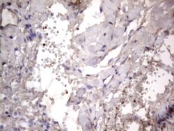 NRBF2 Monoclonal Antibody (OTI1C1), TrueMAB , OriGene 100 &mu;L; Unconjugated:Antibodies,