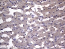 NRBF2 Mouse anti-Human, Clone: OTI1C1, lyophilized, TrueMAB 100 &mu;g | Buy Online | Origene Technologies | Fisher Scientific