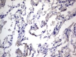 NRBF2 Mouse anti-Human, Clone: OTI1C1, lyophilized, TrueMAB 100 &mu;g | Buy Online | Origene Technologies | Fisher Scientific