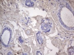 NRBF2 Monoclonal Antibody (OTI1C4), TrueMAB , OriGene 100 &mu;L | Buy Online | OriGene | Fisher Scientific