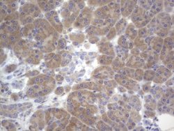 NRBF2 Monoclonal Antibody (OTI1C4), TrueMAB , OriGene 100 &mu;L | Buy Online | OriGene | Fisher Scientific