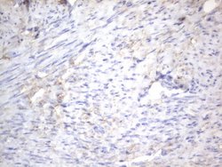 NRBF2 Monoclonal Antibody (OTI1C4), TrueMAB , OriGene 100 &mu;L | Buy Online | OriGene | Fisher Scientific