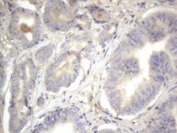 NRBF2 Monoclonal Antibody (OTI1C4), TrueMAB , OriGene 100 &mu;L | Buy Online | OriGene | Fisher Scientific