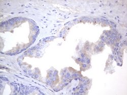 NRBF2 Monoclonal Antibody (OTI1C4), TrueMAB , OriGene 100 &mu;L | Buy Online | OriGene | Fisher Scientific