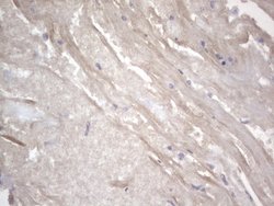 NRBF2 Monoclonal Antibody (OTI1C4), TrueMAB , OriGene 100 &mu;L | Buy Online | OriGene | Fisher Scientific
