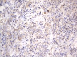 NRBF2 Monoclonal Antibody (OTI1C4), TrueMAB , OriGene 100 &mu;L | Buy Online | OriGene | Fisher Scientific