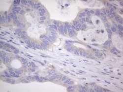 NRBF2 Monoclonal Antibody (OTI1C4), TrueMAB , OriGene 100 &mu;L | Buy Online | OriGene | Fisher Scientific