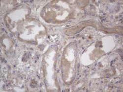 NRBF2 Monoclonal Antibody (OTI1C4), TrueMAB , OriGene 100 &mu;L | Buy Online | OriGene | Fisher Scientific