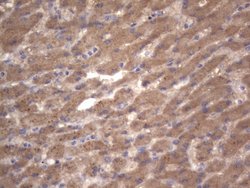 NRBF2 Monoclonal Antibody (OTI1C4), TrueMAB , OriGene 100 &mu;L | Buy Online | OriGene | Fisher Scientific