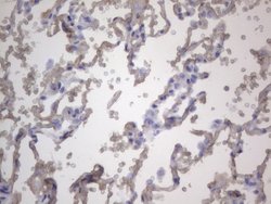 NRBF2 Monoclonal Antibody (OTI1C4), TrueMAB , OriGene 100 &mu;L | Buy Online | OriGene | Fisher Scientific