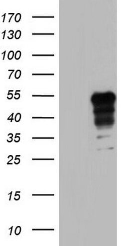 NRBF2 Mouse anti-Human, Clone: OTI1B2, lyophilized, TrueMAB 100 &mu;g;
