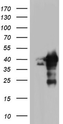 NRBF2 Mouse anti-Human, Clone: OTI2A6, lyophilized, TrueMAB 100 &mu;g;