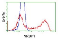 NRBP1 Mouse anti-Human, Clone: OTI2A5, liquid, TrueMAB 100 &mu;L; Unconjugated:Antibodies,