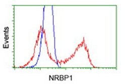 NRBP1 Mouse anti-Human, Clone: OTI4F2, lyophilized, TrueMAB 100 &mu;g;