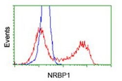 NRBP1 Mouse anti-Canine, Human, Rat, Clone: OTI7E2, lyophilized, TrueMAB