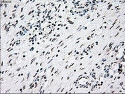 NRBP1 Mouse anti-Human, Clone: OTI2A5, liquid, TrueMAB 100 &mu;L; Unconjugated:Antibodies,