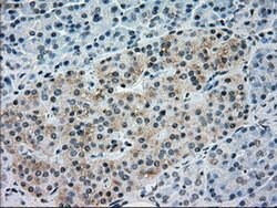 NRBP1 Mouse anti-Human, Clone: OTI2A5, liquid, TrueMAB 100 &mu;L; Unconjugated:Antibodies,