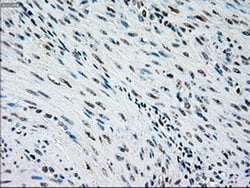 NRBP1 Mouse anti-Human, Clone: OTI2A5, liquid, TrueMAB 100 &mu;L; Unconjugated:Antibodies,