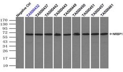 NRBP1 Mouse anti-Human, Clone: OTI2H1, lyophilized, TrueMAB 100 &mu;g;