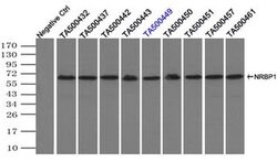 NRBP1 Mouse anti-Human, Clone: OTI2A5, liquid, TrueMAB 100 &mu;L; Unconjugated:Antibodies,