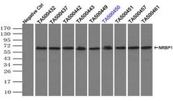 NRBP1 Mouse anti-Human, Clone: OTI4F2, lyophilized, TrueMAB 100 &mu;g;