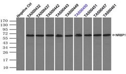 NRBP1 Mouse anti-Human, Clone: OTI4F2, liquid, TrueMAB 100 &mu;L; Unconjugated:Antibodies,