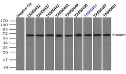 NRBP1 Mouse anti-Canine, Human, Rat, Clone: OTI7E2, lyophilized, TrueMAB