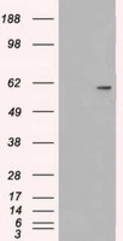 NRBP1 Mouse anti-Human, Clone: OTI2H1, lyophilized, TrueMAB 100 &mu;g;