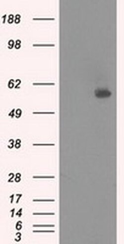 NRBP1 Mouse anti-Human, Clone: OTI2A5, liquid, TrueMAB 100 &mu;L; Unconjugated:Antibodies,