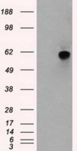 NRBP1 Mouse anti-Human, Clone: OTI4F2, lyophilized, TrueMAB 100 &mu;g;